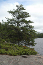 Load image into Gallery viewer, Jack Pine