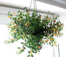 Load image into Gallery viewer, Columnea Nematanthus 'Goldfish Plant'