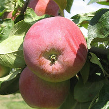 Load image into Gallery viewer, Winter Cheeks Apple