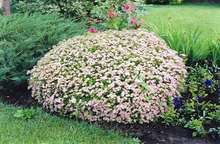 Load image into Gallery viewer, Spirea Little Princess