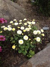Load image into Gallery viewer, Chrysanthemum 'Baby Tears'