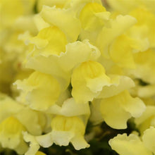 Load image into Gallery viewer, Snapdragon Snapshot™ Yellow