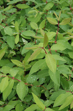 Load image into Gallery viewer, Honeyberry 'Beast'