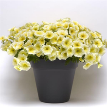 Load image into Gallery viewer, Petunia Easy Wave® Yellow