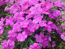 Load image into Gallery viewer, Dianthus Diana Blueberry