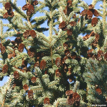 Load image into Gallery viewer, Black Hills Spruce