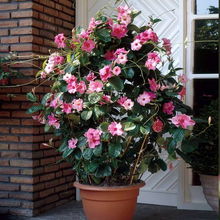 Load image into Gallery viewer, Pink Mandevilla - Large Leaf
