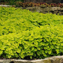 Load image into Gallery viewer, Coleus Lime Delight