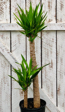 Load image into Gallery viewer, Yucca Cane