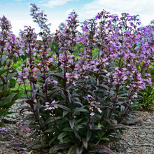 Load image into Gallery viewer, Penstemon digitalis 'Blackbeard'