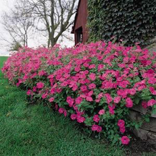 Load image into Gallery viewer, Petunia Tidal Wave® Hot Pink