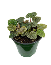 Load image into Gallery viewer, Peperomia 'Grey Luna'