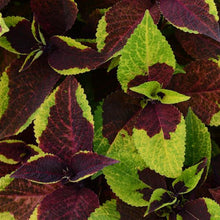 Load image into Gallery viewer, Coleus Pineapple Surprise