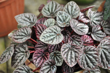 Load image into Gallery viewer, Peperomia 'Emerald Ripple'