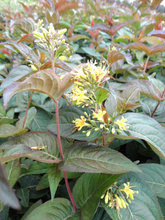 Load image into Gallery viewer, Bush Honeysuckle