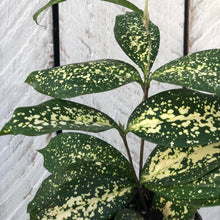 Load image into Gallery viewer, Dracaena Florida Beauty