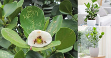 Load image into Gallery viewer, Autograph Tree