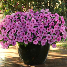 Load image into Gallery viewer, Petunia Easy Wave® Pink Passion