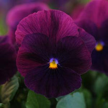 Load image into Gallery viewer, Pansy Cool Wave® Purple
