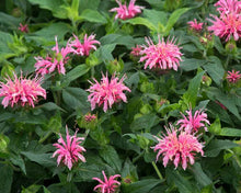 Load image into Gallery viewer, Monarda didyma 'Balmy Pink'