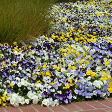 Load image into Gallery viewer, Pansy Cool Wave® Mix