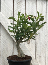 Load image into Gallery viewer, Desert Rose