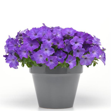 Load image into Gallery viewer, Petunia Easy Wave® Lavender Sky Blue