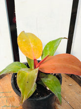 Load image into Gallery viewer, Philodendron McColley Finale