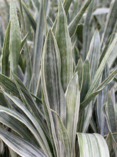 Load image into Gallery viewer, Sansevieria Sayuri