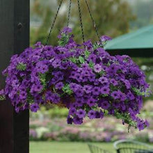 Load image into Gallery viewer, Petunia Easy Wave® Blue