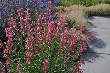 Load image into Gallery viewer, Penstemon barbatus 'Elfin Pink'
