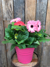 Load image into Gallery viewer, Gerbera Daisy