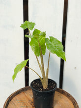 Load image into Gallery viewer, Alocasia 'Portora'