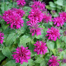 Load image into Gallery viewer, Monarda didyma 'balmy purple'
