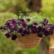 Load image into Gallery viewer, Petunia Easy Wave® Burgundy Velour