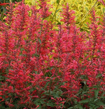 Load image into Gallery viewer, Penstemon barbatus 'Clearly Coral'