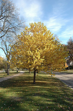 Load image into Gallery viewer, Amur Cherry