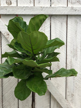 Load image into Gallery viewer, Ficus Lyrata