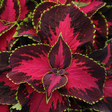 Load image into Gallery viewer, Coleus Chocolate Covered Cherry