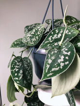 Load image into Gallery viewer, Satin Pothos