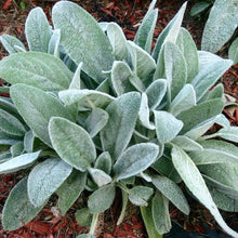 Load image into Gallery viewer, Stachys lantata 'Lamb's ears'