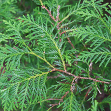 Load image into Gallery viewer, White Cedar