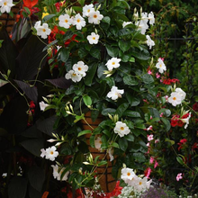 Load image into Gallery viewer, Mandevilla - White