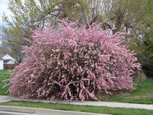 Load image into Gallery viewer, Flowering Almond Standard