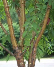 Load image into Gallery viewer, Amur Cherry