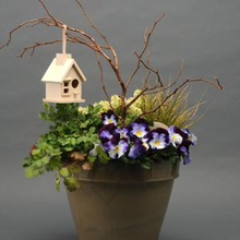 Load image into Gallery viewer, Pansy Cool Wave® Violet Wing