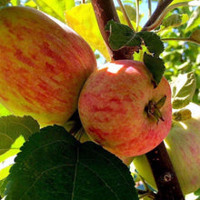 Load image into Gallery viewer, Battleford Apple Tree