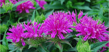 Load image into Gallery viewer, Monarda didyma 'Balmy Lilac'