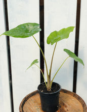 Load image into Gallery viewer, Alocasia 'Sumo'