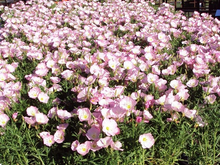 Load image into Gallery viewer, Oenothera speciosa 'Twilight'